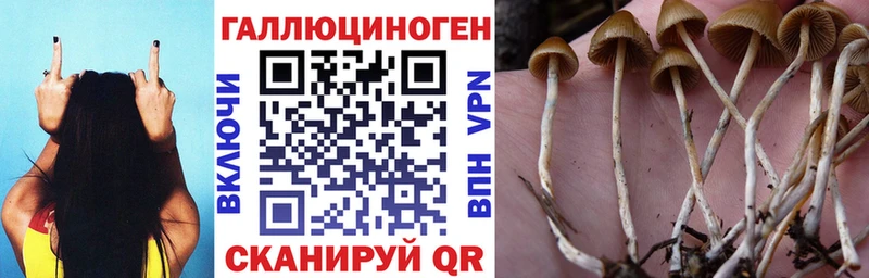 Псилоцибиновые грибы Cubensis  Купить  Махачкала 